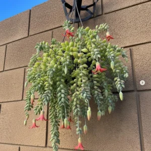 Cotyledon Pendens Live Plant – Trailing Succulent Houseplant – 2 inch Pot - Image 5