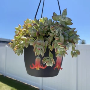 Cotyledon Pendens Live Plant – Trailing Succulent Houseplant – 2 inch Pot - Image 6