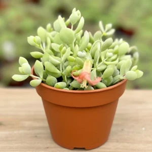 Cotyledon Pendens Live Plant – Trailing Succulent Houseplant – 2 inch Pot - Image 7