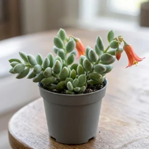 Cotyledon Pendens Live Plant – Trailing Succulent Houseplant – 2 inch Pot - Image 8