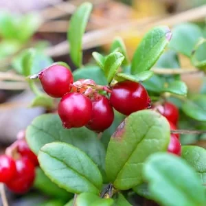 Cranberry Live Plant – 3 inch Pot – Edible Fruit Bush for Gardens - Image 2