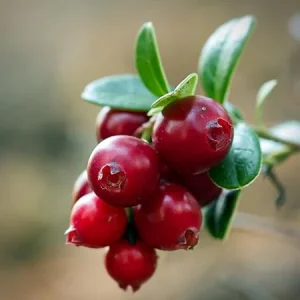 Cranberry Live Plant – 3 inch Pot – Edible Fruit Bush for Gardens - Image 1