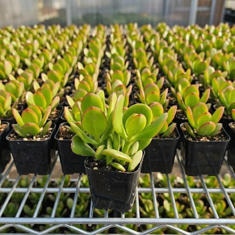 Crassula Ovata Jade Plant - Live Succulent in 2 Inch Pot - Green Indoor Houseplant - Image 2