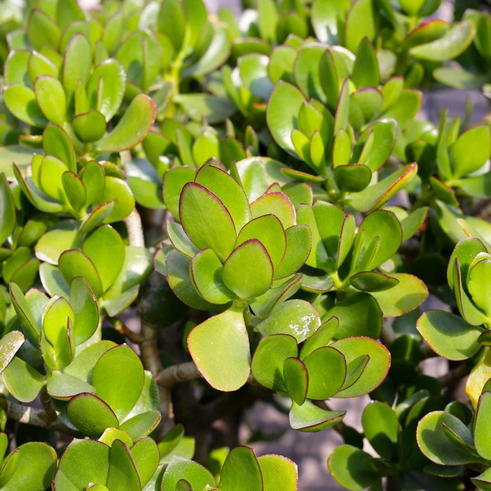 Crassula Ovata Jade Plant - Live Succulent in 2 Inch Pot - Green Indoor Houseplant - Image 3
