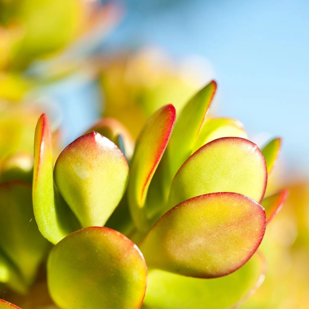 Crassula Ovata Jade Plant - Live Succulent in 2 Inch Pot - Green Indoor Houseplant - Image 4