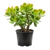 Crassula Ovata Jade Plant - Live Succulent in 2 Inch Pot - Green Indoor Houseplant - Image 1