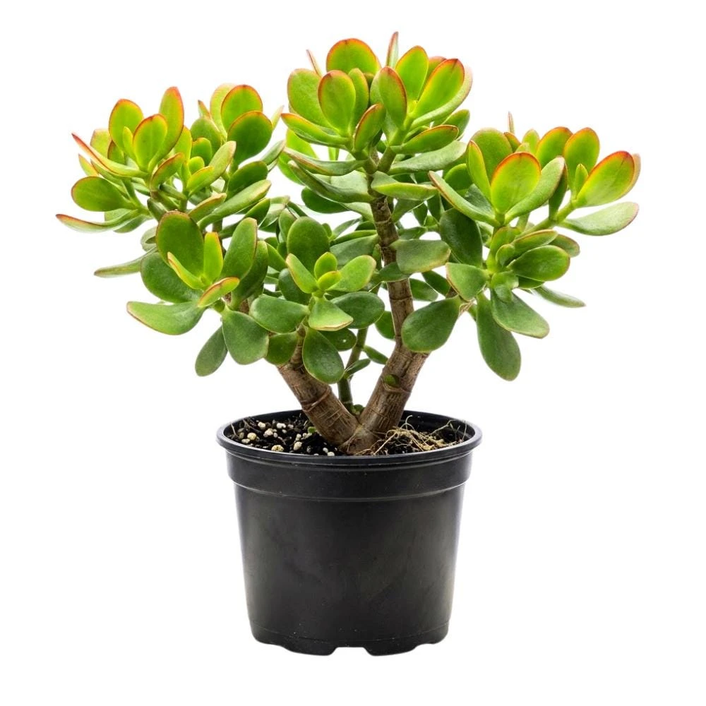 Crassula Ovata Jade Plant - Live Succulent in 2 Inch Pot - Green Indoor Houseplant - Image 1