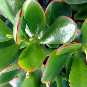 Crassula Ovata Jade Plant - Live Succulent in 2 Inch Pot - Green Indoor Houseplant - Image 5