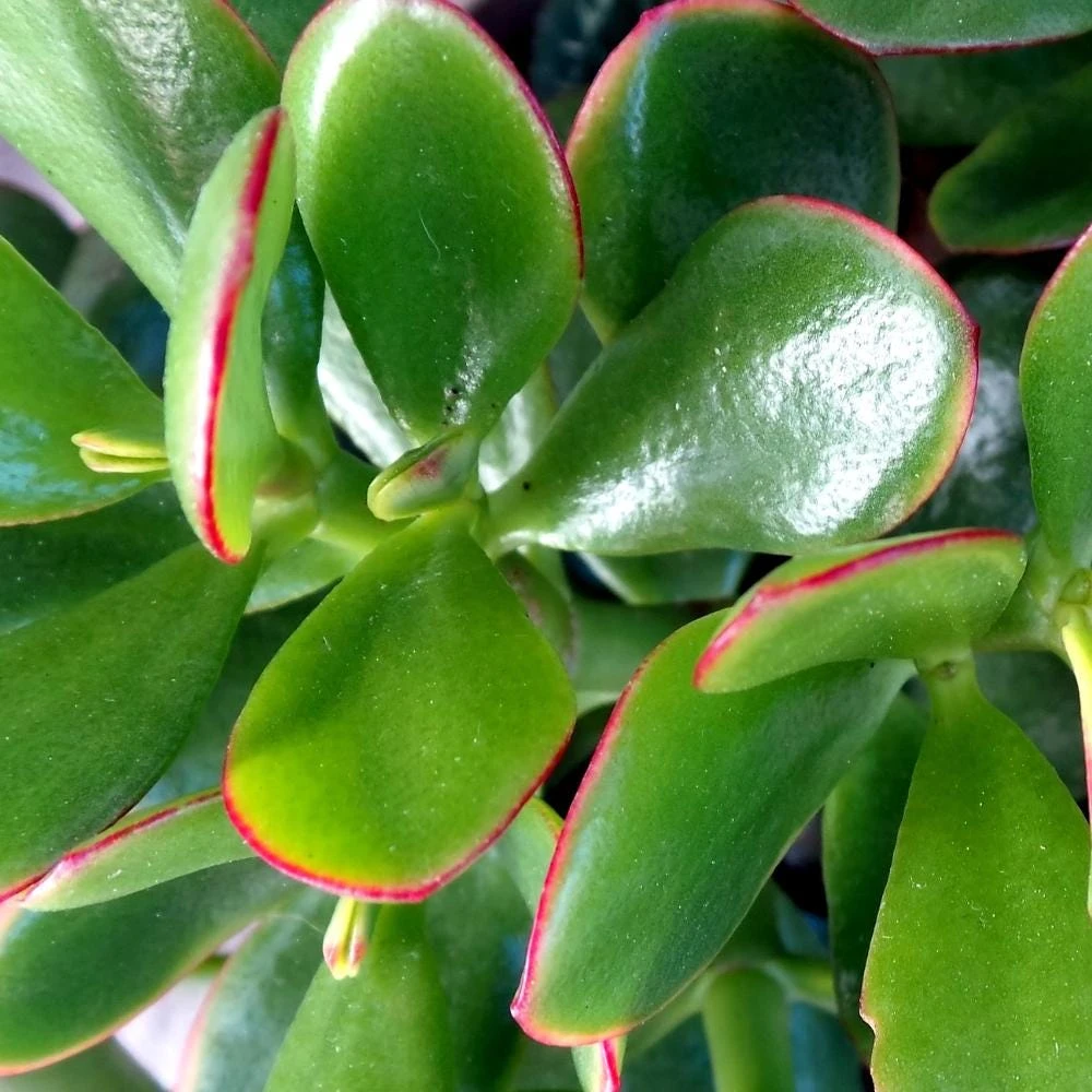 Crassula Ovata Jade Plant - Live Succulent in 2 Inch Pot - Green Indoor Houseplant - Image 5