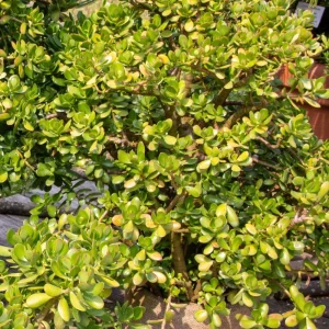 Crassula Ovata Jade Plant - Live Succulent in 2 Inch Pot - Green Indoor Houseplant - Image 6