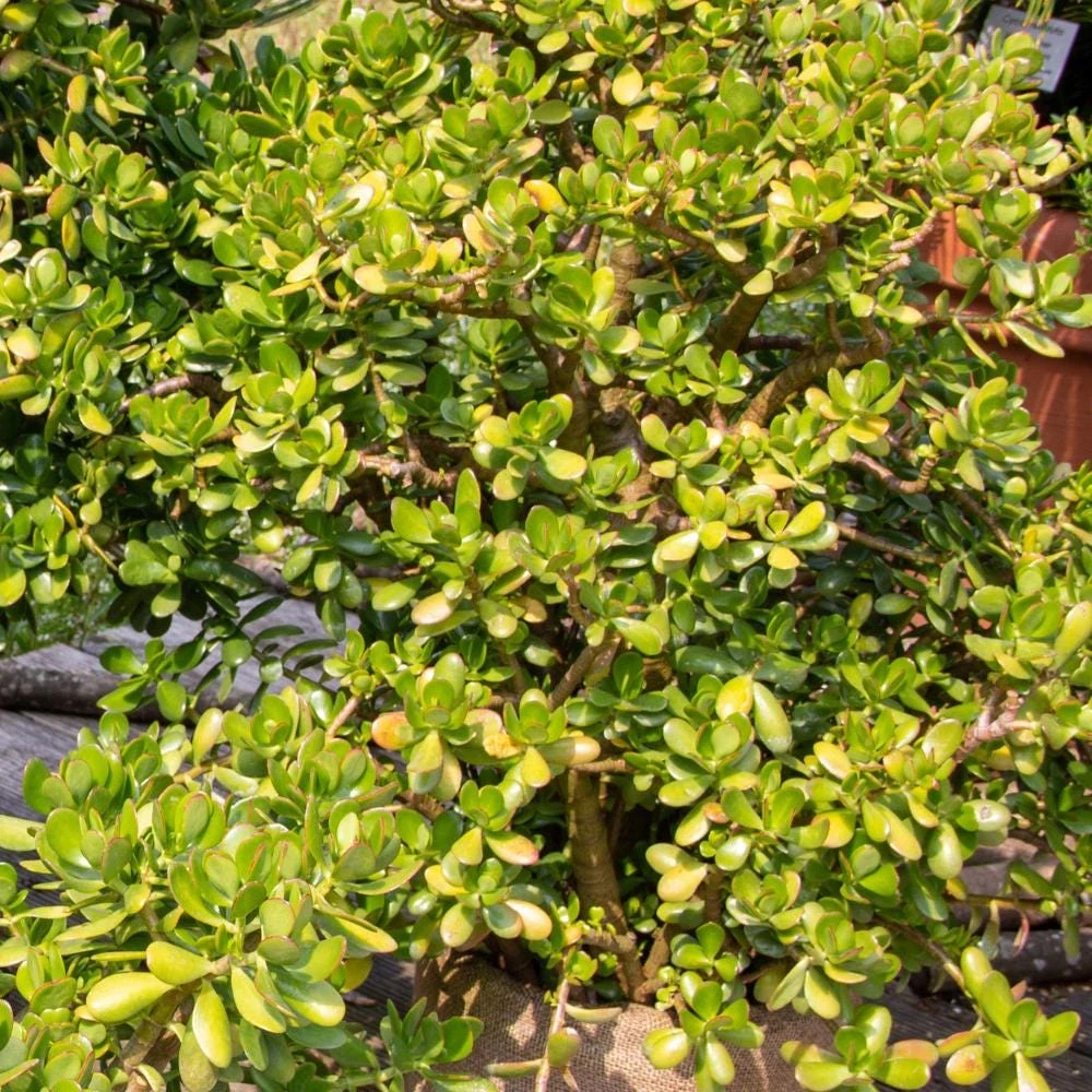 Crassula Ovata Jade Plant - Live Succulent in 2 Inch Pot - Green Indoor Houseplant - Image 6
