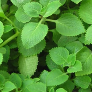 Cuban Oregano Live Plants - 2 Mexican Mint Herbs, 4-6 inches Tall - Image 2