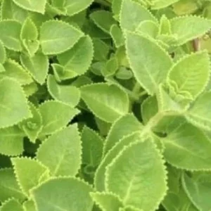 Cuban Oregano Live Plants - 2 Mexican Mint Herbs, 4-6 inches Tall - Image 3