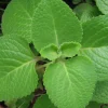 Cuban Oregano Live Plants - 2 Mexican Mint Herbs, 4-6 inches Tall - Image 1