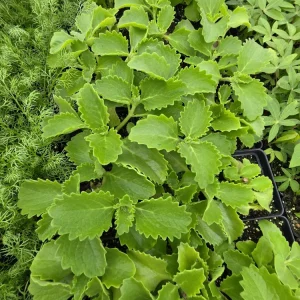 Cuban Oregano Mexican Mint Live Starter Plant - 2.5 inch Pot - Culinary Herb - Image 1