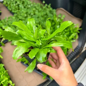 Culantro (Saw Tooth Coriander)- 2.5" pot - Image 2