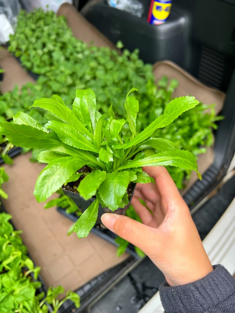 Culantro (Saw Tooth Coriander)- 2.5" pot - Image 2