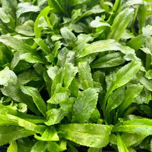 Culantro (Saw Tooth Coriander)- 2.5