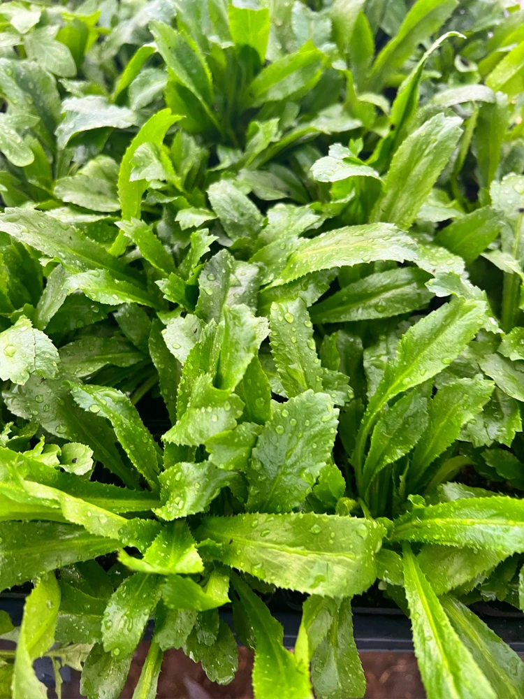Culantro (Saw Tooth Coriander)- 2.5" pot - Image 3