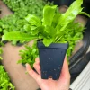 Culantro (Saw Tooth Coriander)- 2.5" pot - Image 1