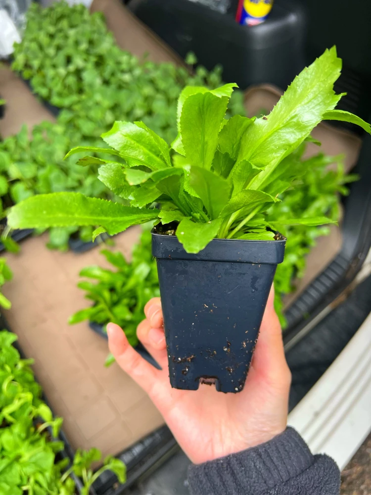 Culantro (Saw Tooth Coriander)- 2.5" pot - Image 1