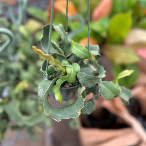 Curly Orchid Cactus Live Plant – Epiphyllum guatemalense – Half Gallon Pot – Indoor/Outdoor - Image 2