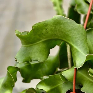 Curly Orchid Cactus Live Plant – Epiphyllum guatemalense – Half Gallon Pot – Indoor/Outdoor - Image 3