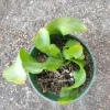 Curly Orchid Cactus Live Plant – Epiphyllum guatemalense – Half Gallon Pot – Indoor/Outdoor - Image 1