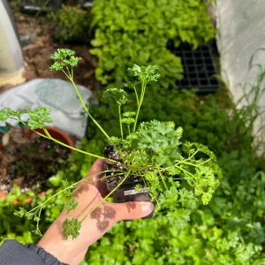 Curly Parsley- (1) 2.5 inch pot - Image 2