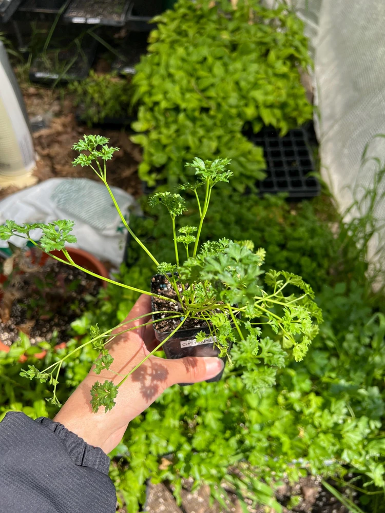 Curly Parsley- (1) 2.5 inch pot - Image 2