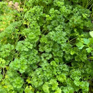 Curly Parsley- (1) 2.5 inch pot - Image 3