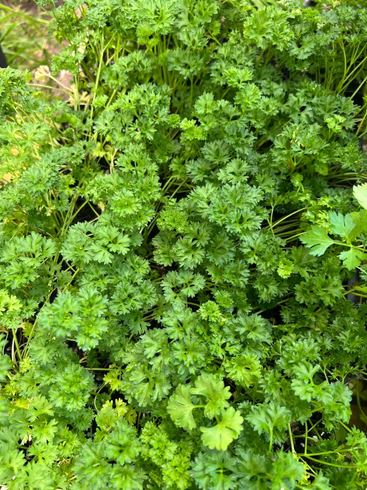 Curly Parsley- (1) 2.5 inch pot - Image 3