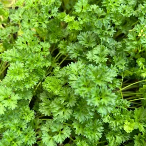 Curly Parsley- (1) 2.5 inch pot - Image 4