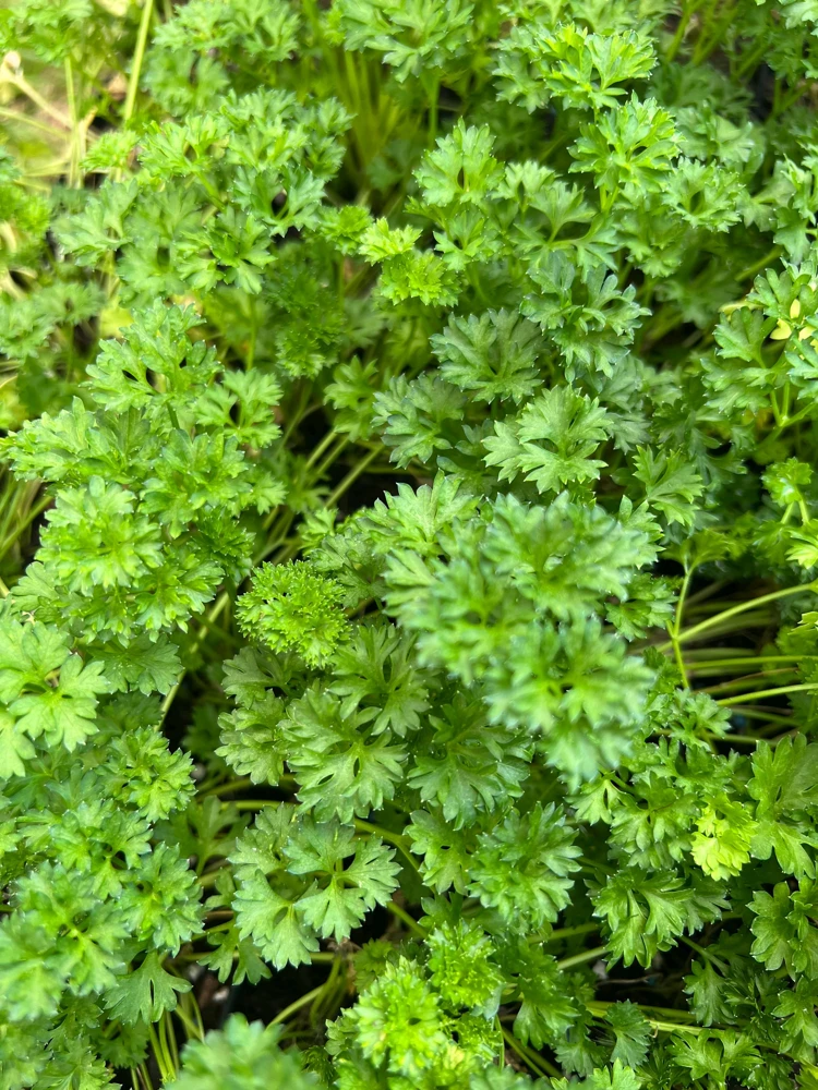 Curly Parsley- (1) 2.5 inch pot - Image 4