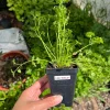 Curly Parsley- (1) 2.5 inch pot - Image 1