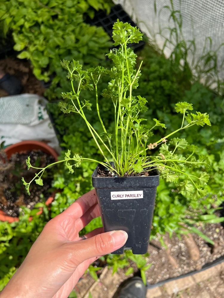 Curly Parsley- (1) 2.5 inch pot - Image 1