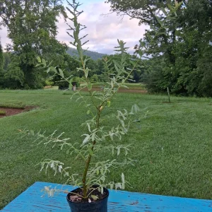 Dappled Nishiki Willow Tree Live Plant 2-3 ft Tall Trade Gallon Outdoor Shrub - Image 2