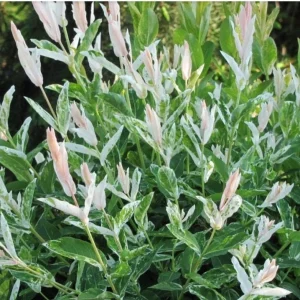 Dappled Nishiki Willow Tree Live Plant 2-3 ft Tall Trade Gallon Outdoor Shrub - Image 3