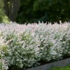 Dappled Nishiki Willow Tree Live Plant 2-3 ft Tall Trade Gallon Outdoor Shrub - Image 1
