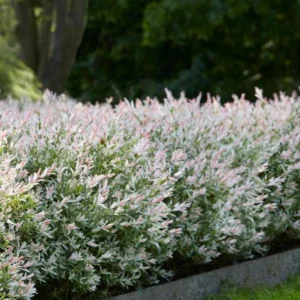 Dappled Nishiki Willow Tree Live Plant 2-3 ft Tall Trade Gallon Outdoor Shrub - Image 1