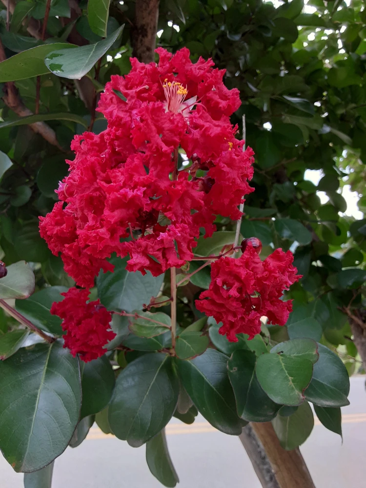 Deep Red Crape Myrtle Live Plant - 18-24" Tall Shrub or Small Tree, 4-inch Pot - Image 1
