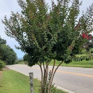 Deep Red Crape Myrtle Live Plant - 18-24