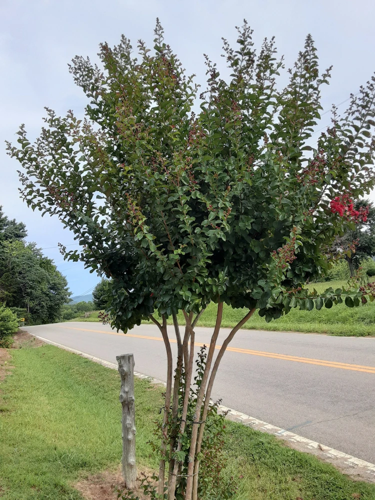 Deep Red Crape Myrtle Live Plant - 18-24" Tall Shrub or Small Tree, 4-inch Pot - Image 2