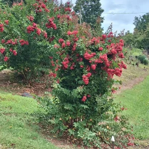 Deep Red Crape Myrtle Live Plant - 18-24