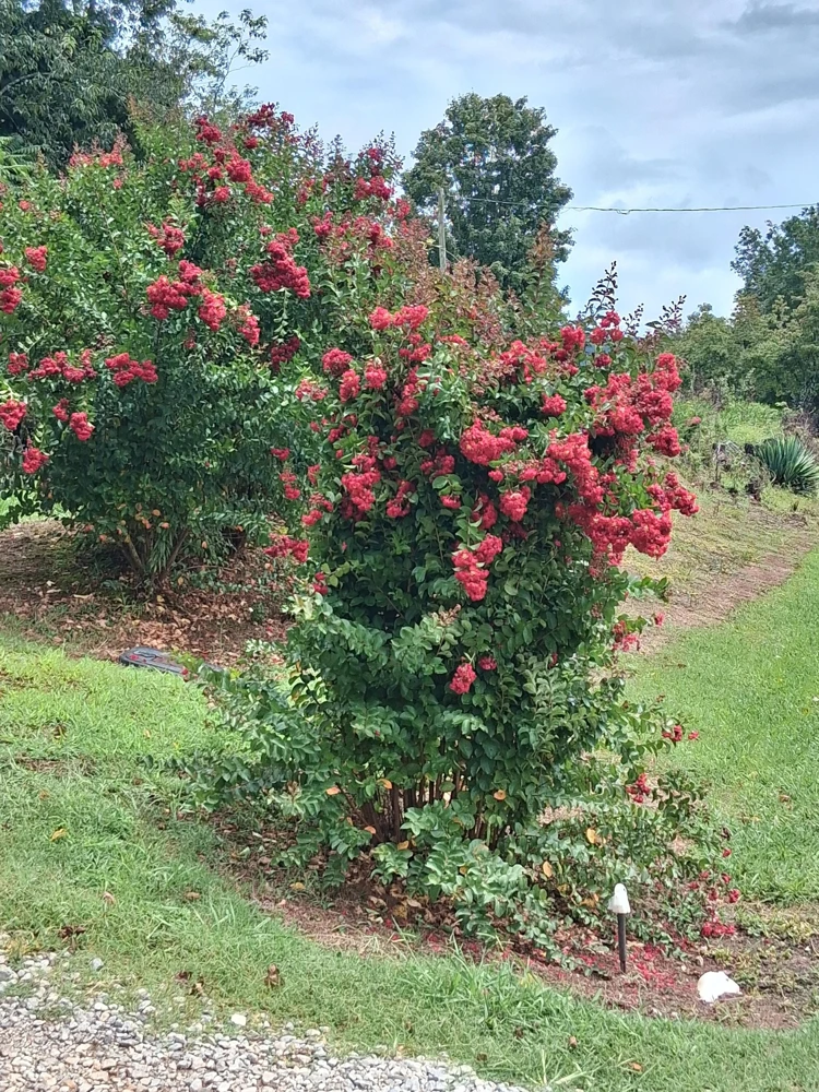 Deep Red Crape Myrtle Live Plant - 18-24" Tall Shrub or Small Tree, 4-inch Pot - Image 3