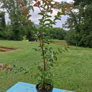 Deep Red Crape Myrtle Live Plant - 2-3 ft Tall - Fast Growing Shrub - Image 2