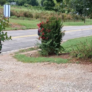 Deep Red Crape Myrtle Live Plant - 2-3 ft Tall - Fast Growing Shrub - Image 4