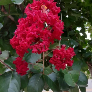 Deep Red Crape Myrtle Live Plant - 2-3 ft Tall - Fast Growing Shrub - Image 1