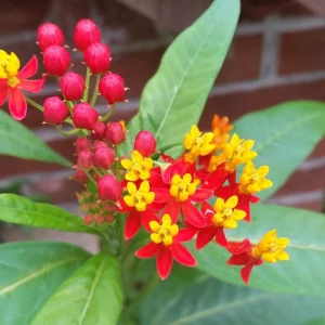 Deep Red Milkweed Live Plant - Pollinator Attractor - Outdoor - Image 1
