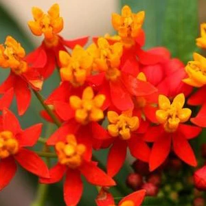 Deep Red Milkweed Live Plant - Pollinator Attractor - Outdoor - Image 2